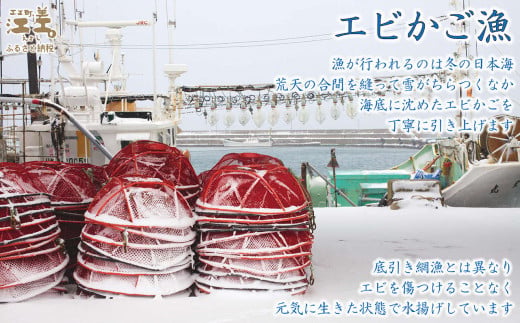北海道江差町のふるさと納税 【早期予約・12月中旬以降 順次出荷予定】北海道産 違いが分かる天然日本海シマエビ 大サイズ 500g　色鮮やかで香りよし 濃厚な甘み 食べれば分かる格別の味！　国産　江差近海産　天然もの　エビかご漁師直送　最良品厳選　生食可　お刺身　天ぷら　エビフライ　海老