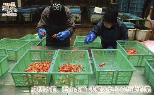 北海道江差町のふるさと納税 【早期予約・12月中旬以降 順次出荷予定】北海道産 違いが分かる天然日本海シマエビ 大サイズ 500g　色鮮やかで香りよし 濃厚な甘み 食べれば分かる格別の味！　国産　江差近海産　天然もの　エビかご漁師直送　最良品厳選　生食可　お刺身　天ぷら　エビフライ　海老