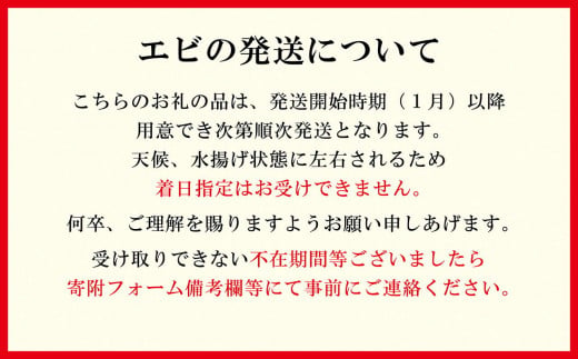北海道江差町のふるさと納税 【早期予約・12月中旬以降 順次出荷予定】北海道産 違いが分かる天然日本海シマエビ 大サイズ 500g　色鮮やかで香りよし 濃厚な甘み 食べれば分かる格別の味！　国産　江差近海産　天然もの　エビかご漁師直送　最良品厳選　生食可　お刺身　天ぷら　エビフライ　海老