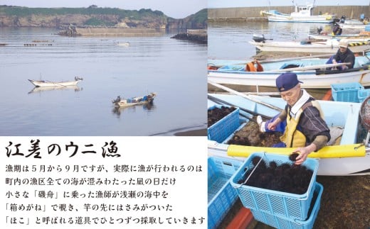 北海道江差町のふるさと納税 ＼2026年先行予約／北海道 江差前浜産 生うに 100g【天然・無添加・みょうばん不使用】令和8年　江差産キタムラサキウニ　日本海熊石産海洋深層水　塩水ウニ　素材を生かした自然の味　国産うに　雲丹　100グラムパック個包装