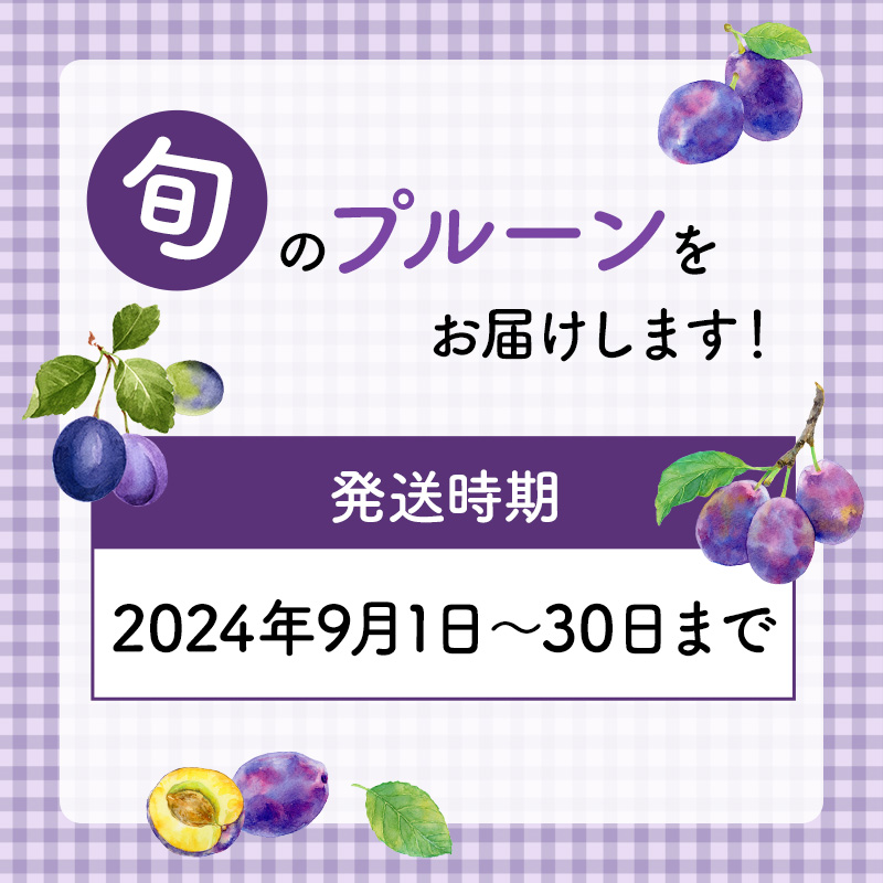 [先行受付] 9月お届け 北海道 仁木産 フレッシュ プルーン 約2kg （サイズ混合）品種 おまかせ 果物 くだもの フルーツ [峠のふもと　紅果園]