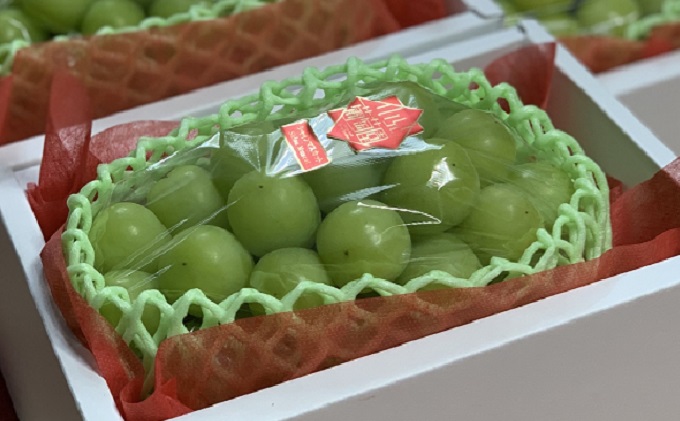 シャインマスカット 1房 700g以上 葡萄 フルーツ 岡山 高梁市産 こあに葡萄園 2026年 先行予約 果物類 ぶどう ブドウ 