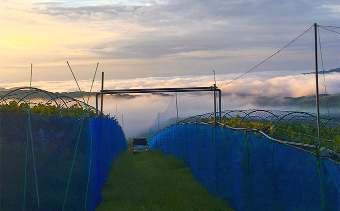 シャインマスカット 1房 700g以上 葡萄 フルーツ 岡山 高梁市産 こあに葡萄園 2026年 先行予約 果物類 ぶどう ブドウ 