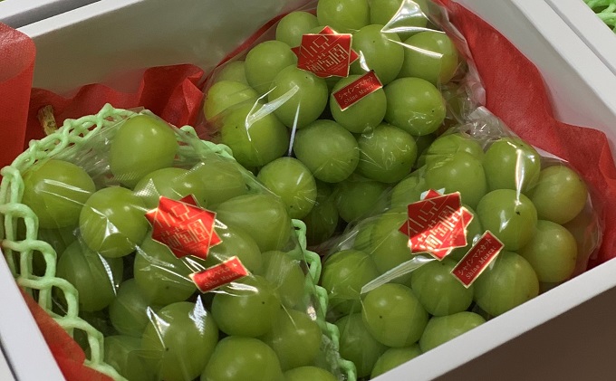 果物　葡萄　ぶどう　ブドウ　シャインマスカット　A品綺麗　大容量　3箱　セール 果物 葡萄 ぶどう ブドウ シャインマスカット A品綺麗 大容量 3