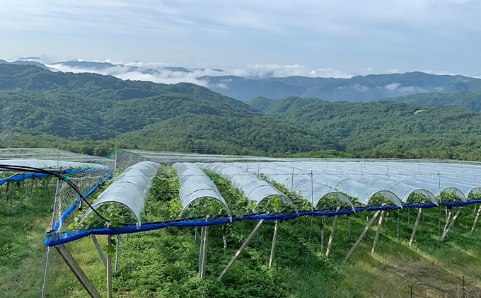 シャインマスカット 約5kg 6～8房 葡萄 フルーツ 岡山 高梁市産 こあに葡萄園 2026年 先行予約 果物類 ぶどう ブドウ 