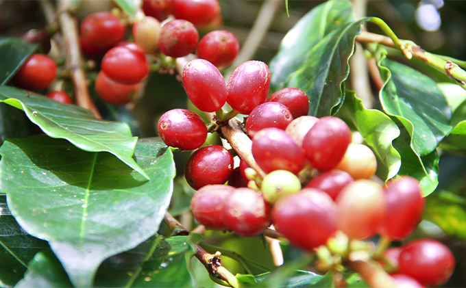 丸山珈琲 スペシャルティコーヒー＆ドリップバッグセット（粉） コーヒー粉 珈琲 飲料 ドリップコーヒー オリジナル ブレンド 小諸ブレンド 
