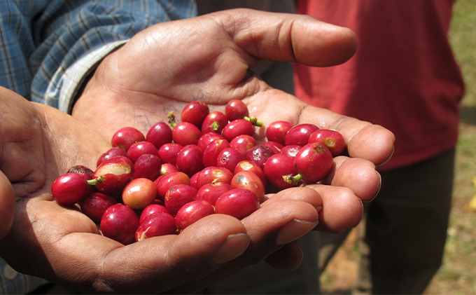 丸山珈琲 スペシャルティコーヒー＆ドリップバッグセット（粉） コーヒー粉 珈琲 飲料 ドリップコーヒー オリジナル ブレンド 小諸ブレンド 