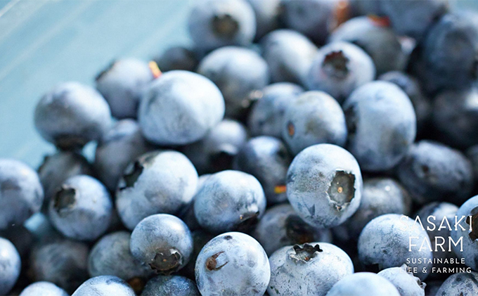 北海道 洞爺湖町産 フレッシュ ブルーベリー 500g 2パック 計1kg 7月20日から順次お届け 先行予約 北海道産 ブルーベリー 果物 果実 フルーツ 新鮮 国産 ベリー 農作物 お取り寄せ 冷凍 長期 保存 洞爺湖町