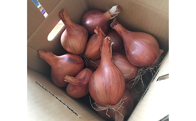 【2025年10月中旬～発送】希少！香味 野菜 ベルギーエシャロット ふらの産 約2kg 北海道 富良野市 (岡本ファームズ) 新鮮 玉ねぎ 直送 道産 ふらの 送料無料 数量限定 先着順 