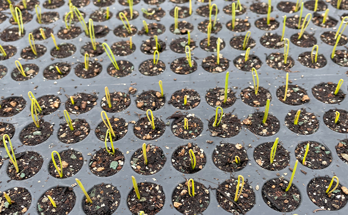 【2025年10月中旬～発送】希少！香味 野菜 ベルギーエシャロット ふらの産 約2kg 北海道 富良野市 (岡本ファームズ) 新鮮 玉ねぎ 直送 道産 ふらの 送料無料 数量限定 先着順 