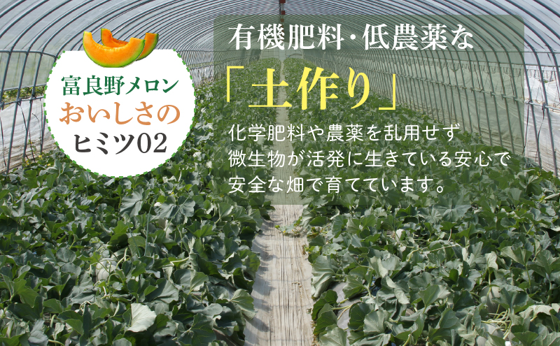 北海道富良野市のふるさと納税 【2025年8月～発送】北海道 富良野 メロン 約1.6kg×5玉入り (スイートベジタブルファクトリー) メロン フルーツ 果物 新鮮 甘い 贈り物 ギフト 道産 ジューシー おやつ ふらの ブランド 夏