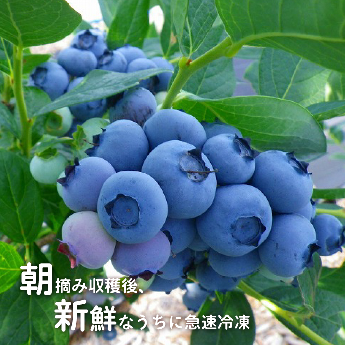島根県邑南町のふるさと納税 冷凍 有機ブルーベリー 1.2kg（400g×3袋）