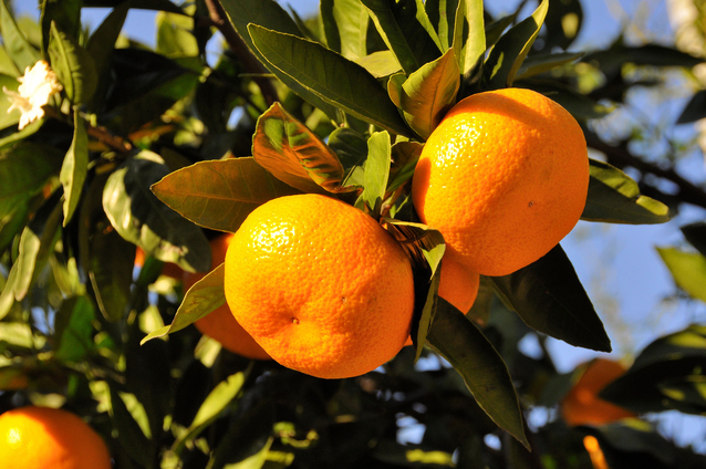 【産直・秀品】和歌山下津みかん 約5kg（2Sサイズ） ※2025年11月中旬～2026年1月中旬頃に順次発送予定