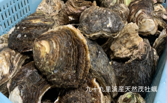 職人漁師が採る天然"茂牡蠣”中サイズ2kg入り（4～6個） 魚貝類 生牡蠣 かき カキ 