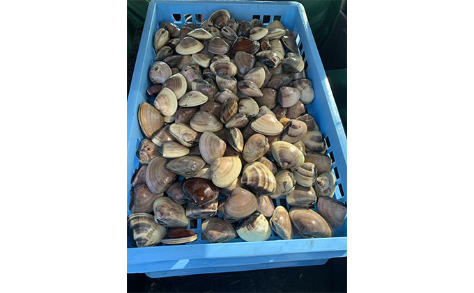 絶品九十九里の”味”天然はまぐり5kg入り within2024  魚介類 貝類 ハマグリ 蛤 