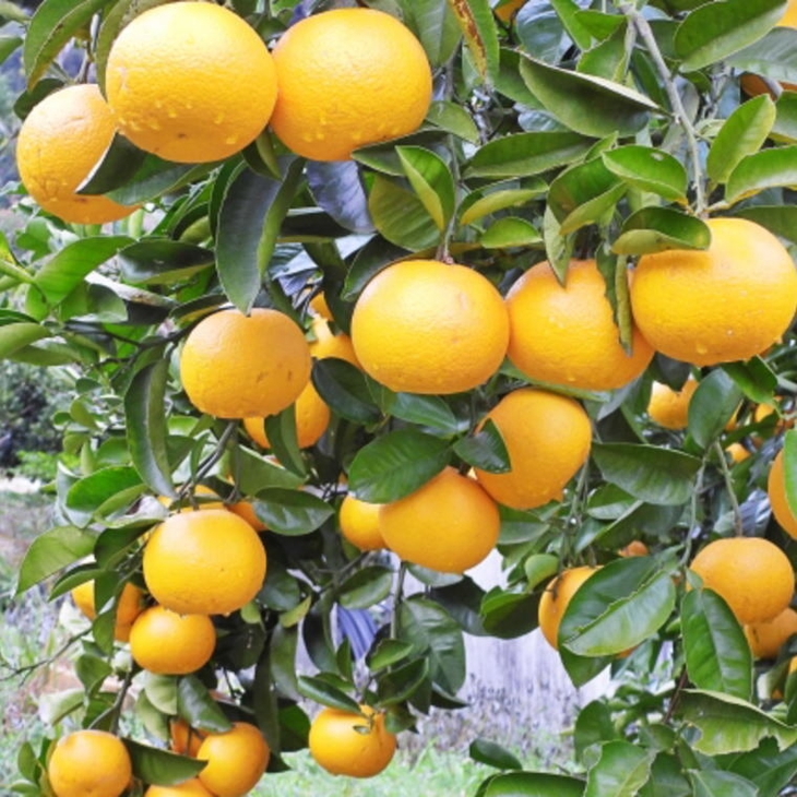 【産直】和歌山由良町産の木成り熟成八朔 訳ありご家庭用 約10kg（サイズ混合）◇ | 和歌山 産地直送 みかん 柑橘 フルーツ 　※2026年3月中旬～2026年4月中旬頃に順次発送予定