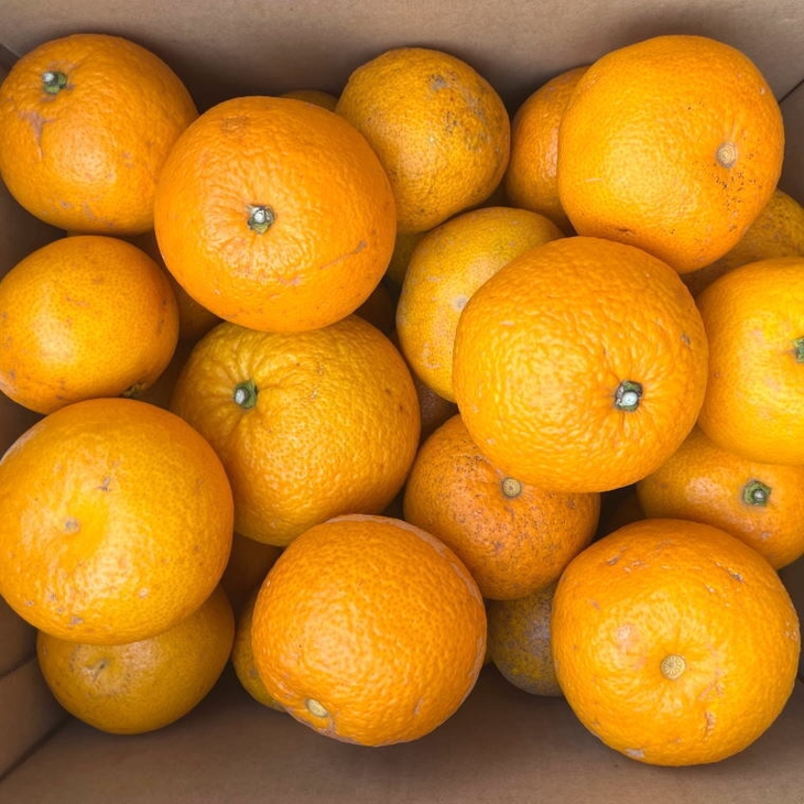 【産直】和歌山由良町産の木成り熟成八朔 訳ありご家庭用 約10kg（サイズ混合）◇ | 和歌山 産地直送 みかん 柑橘 フルーツ 　※2026年3月中旬～2026年4月中旬頃に順次発送予定