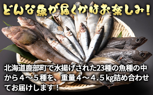 【定期便】北海道産 訳あり 冷凍鮮魚セット Ｌサイズ 4kg〜4.5kg  年4回お届けコース 総重量16.0kg～18.0kg 【漁師応援プロジェクト】鮮魚ボックス 詰め合わせ