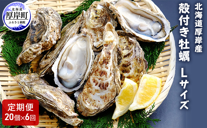 6ヶ月 定期便 厚岸産 殻付き 牡蠣 Ｌサイズ 20個入 (各回20個×6ヶ月分,合計120個) カキナイフ付き 加熱容器付き 魚貝類 生牡蠣 かき 殻付き牡蠣 マルえもん 6カ月 6回 半年 