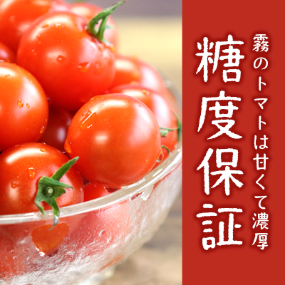 兵庫県西脇市のふるさと納税 11月末～12月発送予約【霧で育てた濃厚な味】霧のトマト 200ｇ×4パック