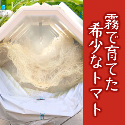 兵庫県西脇市のふるさと納税 11月末～12月発送予約【霧で育てた濃厚な味】霧のトマト 200ｇ×4パック