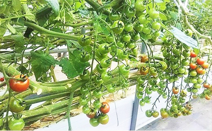 カラダに優しい「乳酸菌入り ミニトマト2kg」