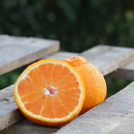 BL6016n_【産地直送】【2026年先行予約】和歌山県産 不知火 12玉～24玉【でこぽん デコポン しらぬい 不知火 柑橘】