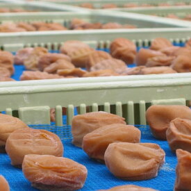 BL6151_定期便 紀州南高梅 7種の風味 1.2kg × 12ヶ月 ご家庭用 梅 桃風味 桃果汁 しそ風味 こんぶ風味 まろやか 優梅 低塩 白干梅干 うす味 はちみつ入り フルーティー 紀州伝統 ご飯のお供 お弁当 おかず 料理 和歌山県 湯浅町 お取り寄せ 送料無料 