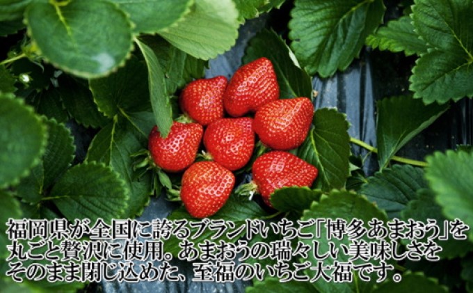 至福 あまおう 大福 16個【配送不可：離島】 和菓子 果物類 いちご 苺 イチゴ 