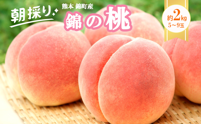 熊本県錦町のふるさと納税 桃 白桃 先行予約 錦の桃 2kg 約5玉～9玉 もも モモ フルーツ 果物 デザート 2025年発送 鎌木果樹園 配送不可:離島