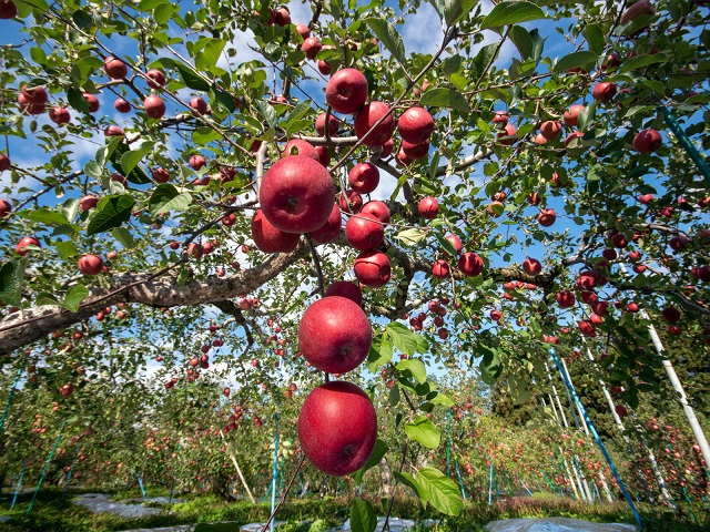 りんご 訳あり 青森 サンふじ リンゴ 小玉 約 5kg （18～22玉） 青森県 鰺ヶ沢町産 西樹園 フルーツ 果物 果物類 白神山地 林檎 サンフジ ふじ