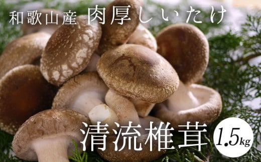 ya̎RLcS󒬁zDM6001n_ō ő ő 1.5kgy VC^P ő ő Y a̎RYz