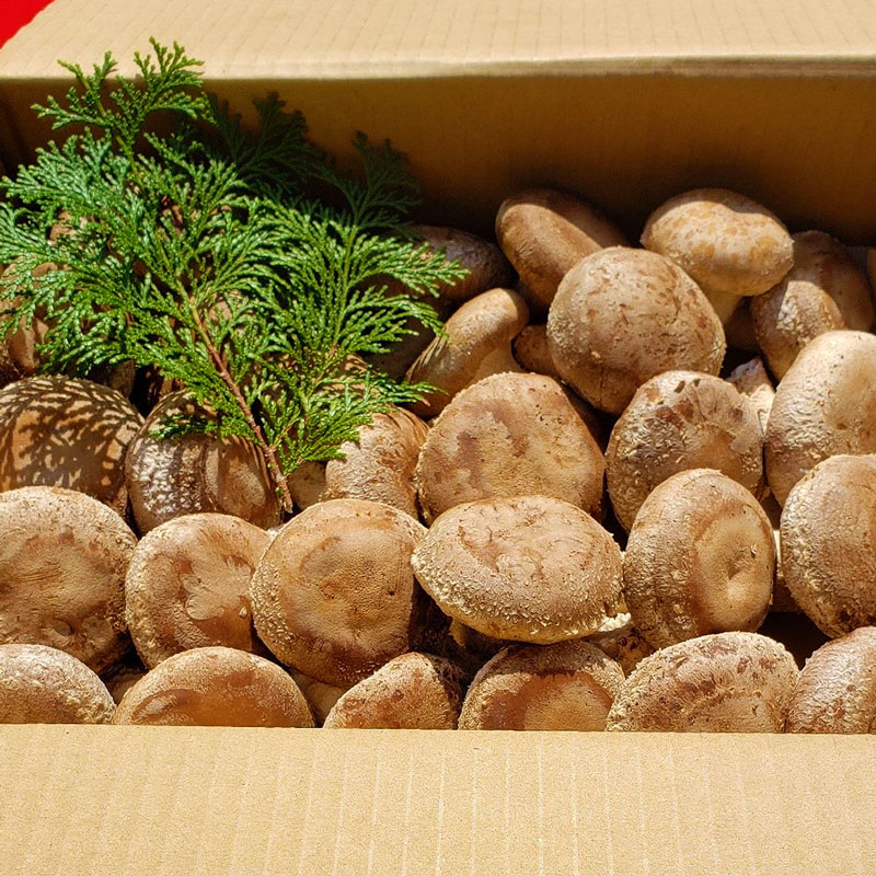 DM6001n_最高級 肉厚椎茸 清流椎茸 1.5kg【しいたけ シイタケ 椎茸 生椎茸 国産 和歌山産】