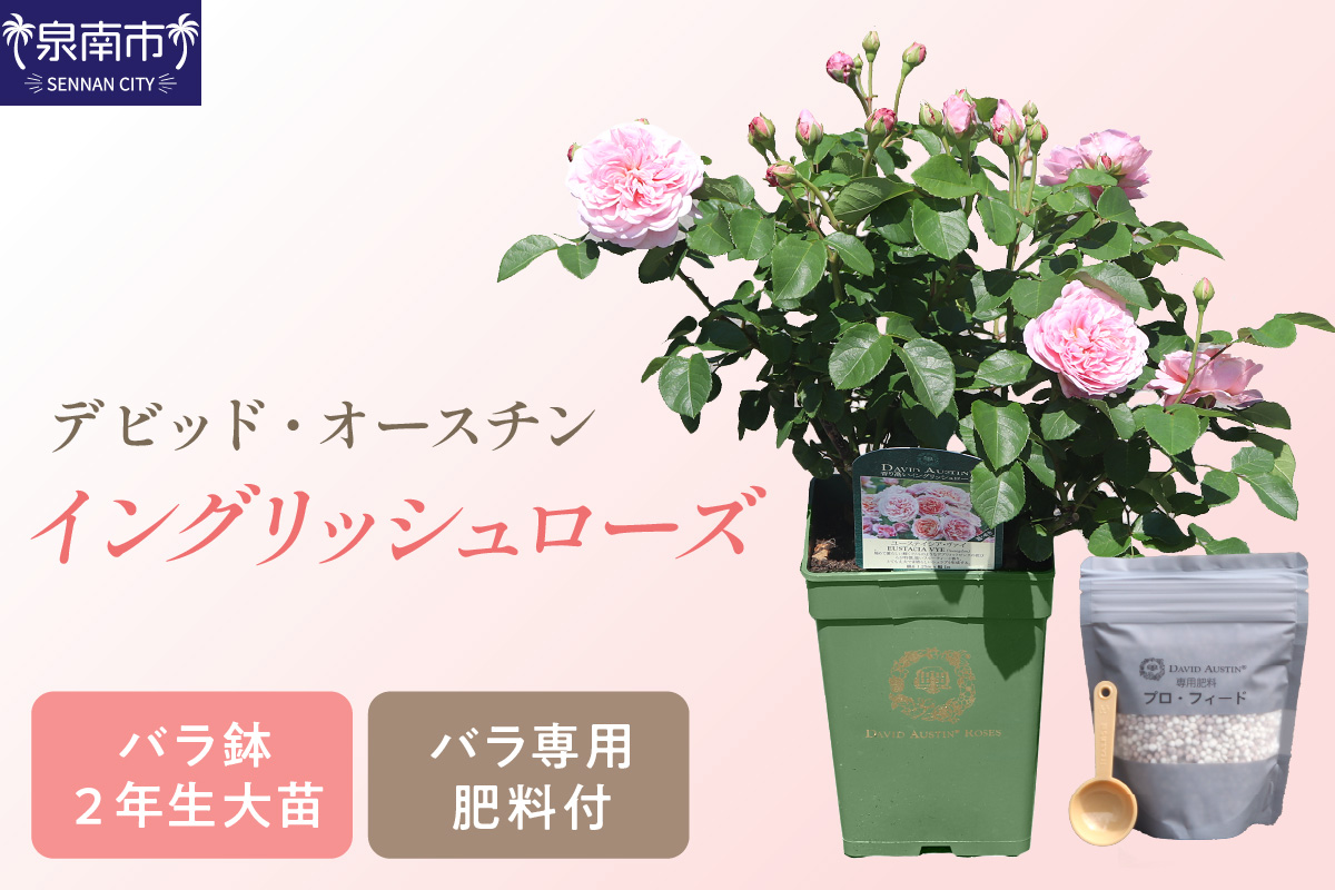 イングリッシュローズ】 デビッド・オースチン バラ鉢苗 （バラ専用