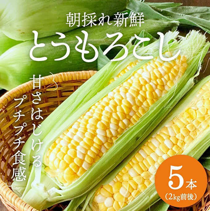 朝どれとうもろこし 5本～20本 約2～8kg前後 冷蔵 クール便 とうもろこし 季節の野菜 旬の野菜 新鮮 トウモロコシ 農家直送 夏野菜 野菜 お届け：2024年6月中旬～2024年7月上旬
