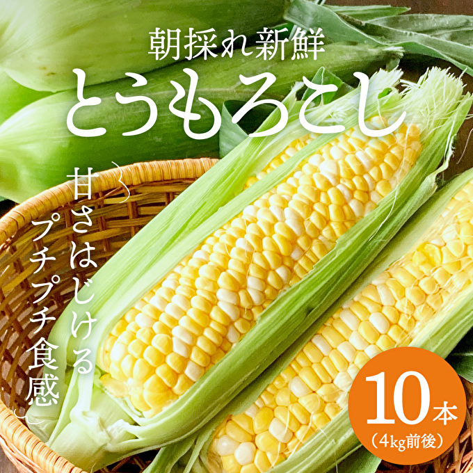 【兵庫県加西市】とうもろこし 朝どり 10本 4kg 前後 2025年 兵庫県産 よしよし畑 農家直送 朝どれ 野菜 新鮮 高糖度 キャンプ BBQ アウトドア 極甘 甘い 絶品 朝 採り 夏野菜 あまい 冷蔵配送