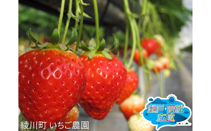 「瀬戸・たかまつネットワーク」レンタカーで巡る香川県（綾川・高松・直島方面）2日間 チケット ペア 旅行券 観光 