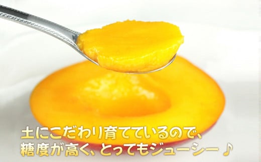【 先行予約 2026年発送 】マンゴランのこだわりマンゴー秀品2キロ贈答用【極上！糖度１５度以上！】