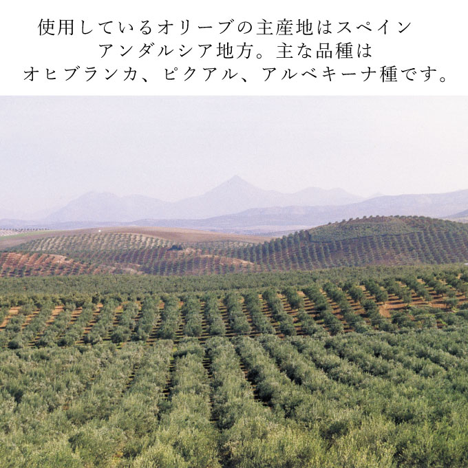 【定期便6ヶ月】バジェステル　エキストラバージンオリーブオイル5L 食用油/オオリーブオイル 調味料 