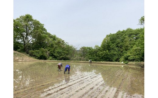 長野県飯綱町のふるさと納税 米 こしひかり 5kg × 6回 【 6か月 定期便 】( 令和7年産 ) ファームトヤ 沖縄県への配送不可 2025年10月上旬頃から順次発送予定 コシヒカリ 白米 精米 お米 信州 105000円 予約 農家直送 長野県 飯綱町 [1138]