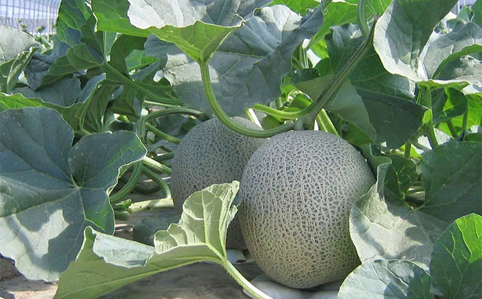 【糖度15度以上 赤肉メロン】富良野産 メロン 1.6kg×1玉 1箱｜北海道富良野市 7～8月発送 ご褒美 プレゼント メロン 赤肉メロン 富良野メロン 果物 フルーツ とろける甘さ 夏季限定 旬の味覚 芳醇な香り