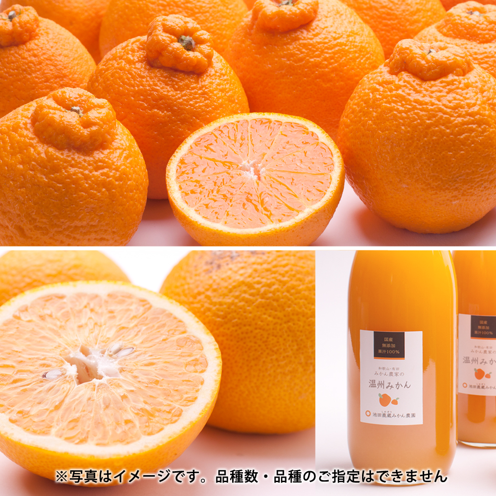 ZH7023_季節の柑橘定期便B (偶数月・計6回) 【和歌山県有田】