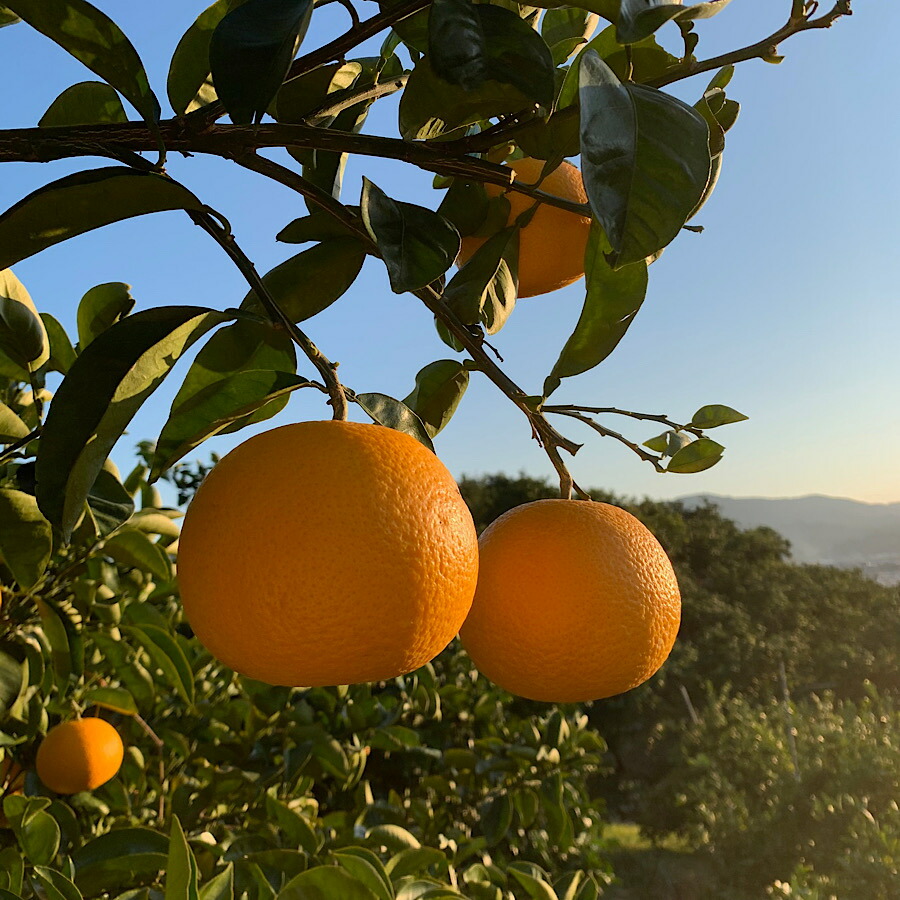 ZE6356n_【2026年先行予約】有田の八朔 (はっさく) 2.5kg　8～11玉 （M～2Lサイズ）まごころ手選別