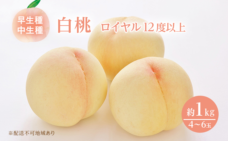 yRz 2026N s\ R  C 4`6 1kg JA  ̂iEj   RY Y t[c ʕ Mtg Â  Yn 蕨 x