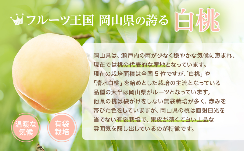 桃 2026年 先行予約 岡山 白桃 ロイヤル 4～6玉 約1kg JA おかやま のもも（早生種・中生種） もも モモ 岡山県産 国産 フルーツ 果物 ギフト 甘い 美味しい 産地直送 贈り物 高糖度 