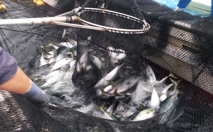 素潜り漁師の宿　宿泊利用券　4，000円分 チケット 優待券 旅行 割引券 海 お出かけ レジャー 刺身 海鮮 魚 魚介類 