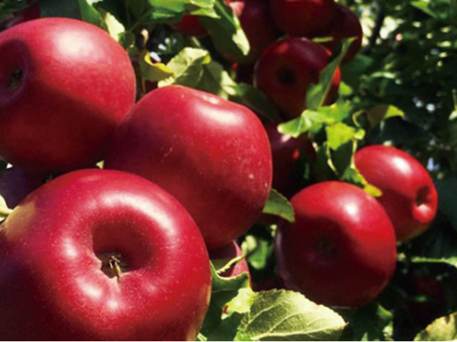 風丸農場　千雪りんごと完熟紅玉のジュースセット　無添加 青森県産　720ml各1本 計2本 飲料類 果汁飲料 りんごジュース 