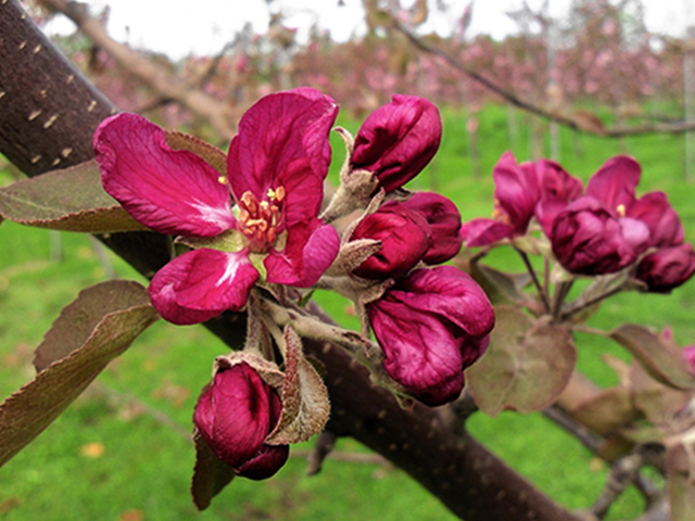 風丸農場 赤いりんごのジュース 無添加 青森県産 180ml×8本セット 飲料類 果汁飲料 千雪 りんごジュース 