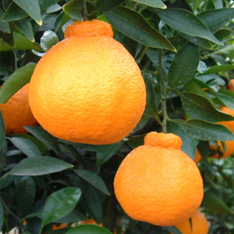 ZE6377n_【2026年先行予約】有田の不知火(しらぬひ) 5kg　18～24玉　（M～2Lサイズ）まごころ手選別