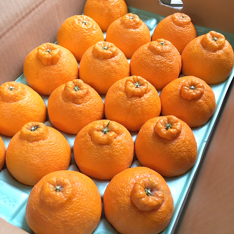 ZE6383n_【2026年先行予約】有田の不知火(しらぬひ) 5kg　12～18玉 （２L～４Lサイズ） 手選別 国産 有田のしらぬひ 産地直送 有田 有名 柑橘 果物 果実 フルーツ バランスの良い甘さ 甘い 食品 食べ物 あしのや お取り寄せ 和歌山県 湯浅町 送料無料